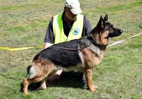 5. juni 2016, Kreds 22: Klassevinder Brugsklasse Hanner, Skuets Bedste Hund og Kredsmester 2016
Bambam is the winner of his class, and he wins 