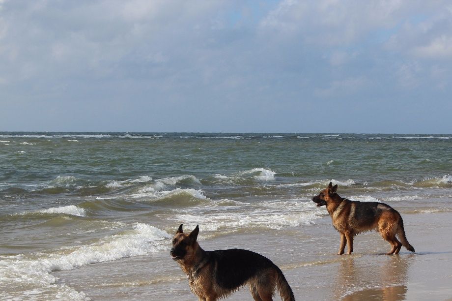 Vesterhavet ved Blåvand - Aicha og Zoa