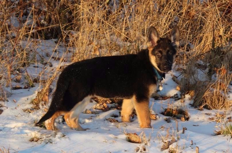 Alberta Falls er sammen med 3 af sine søskende solgt til familier i USA.

Here's Alberta Falls, she is sold to Virginia, and 3 of her siblings are sold to USA as well (Las Vegas, and Colorado) 