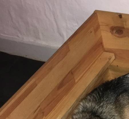 Aicha hviler i hvalpekassen.