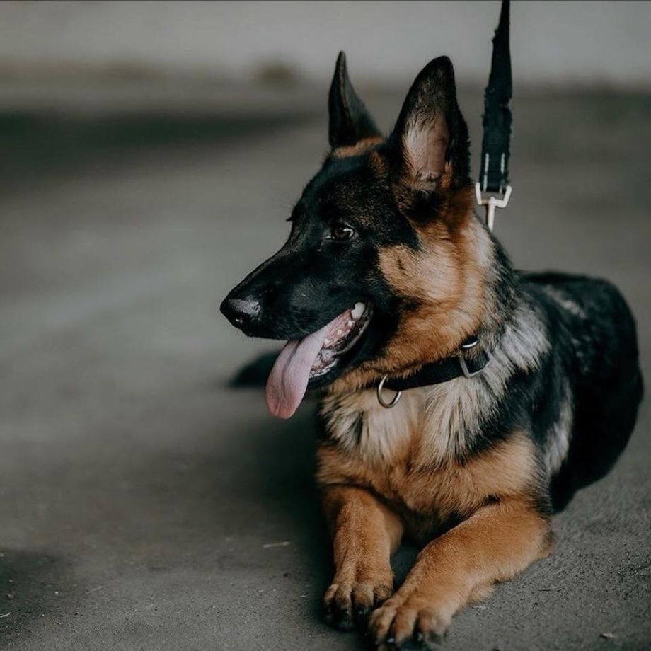This beauty is Cruella de Vil. She was a stunning puppy as well.
