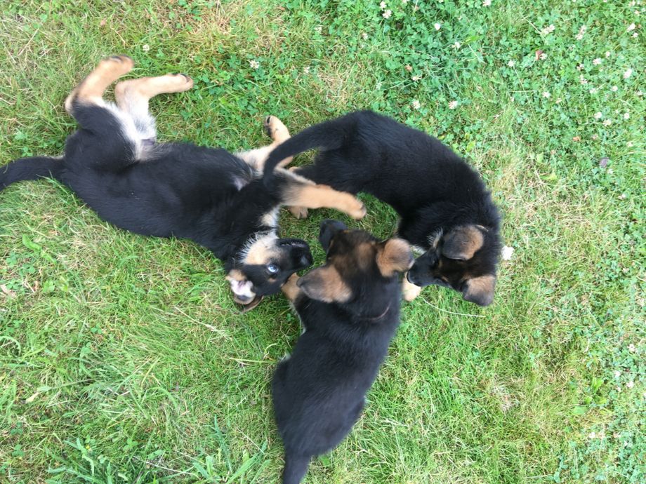 Our K-litter born May 13th 2021